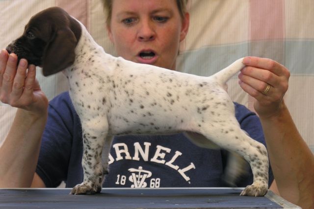 Crystal Ridge Kennels Crystal Kennels - LITTERS