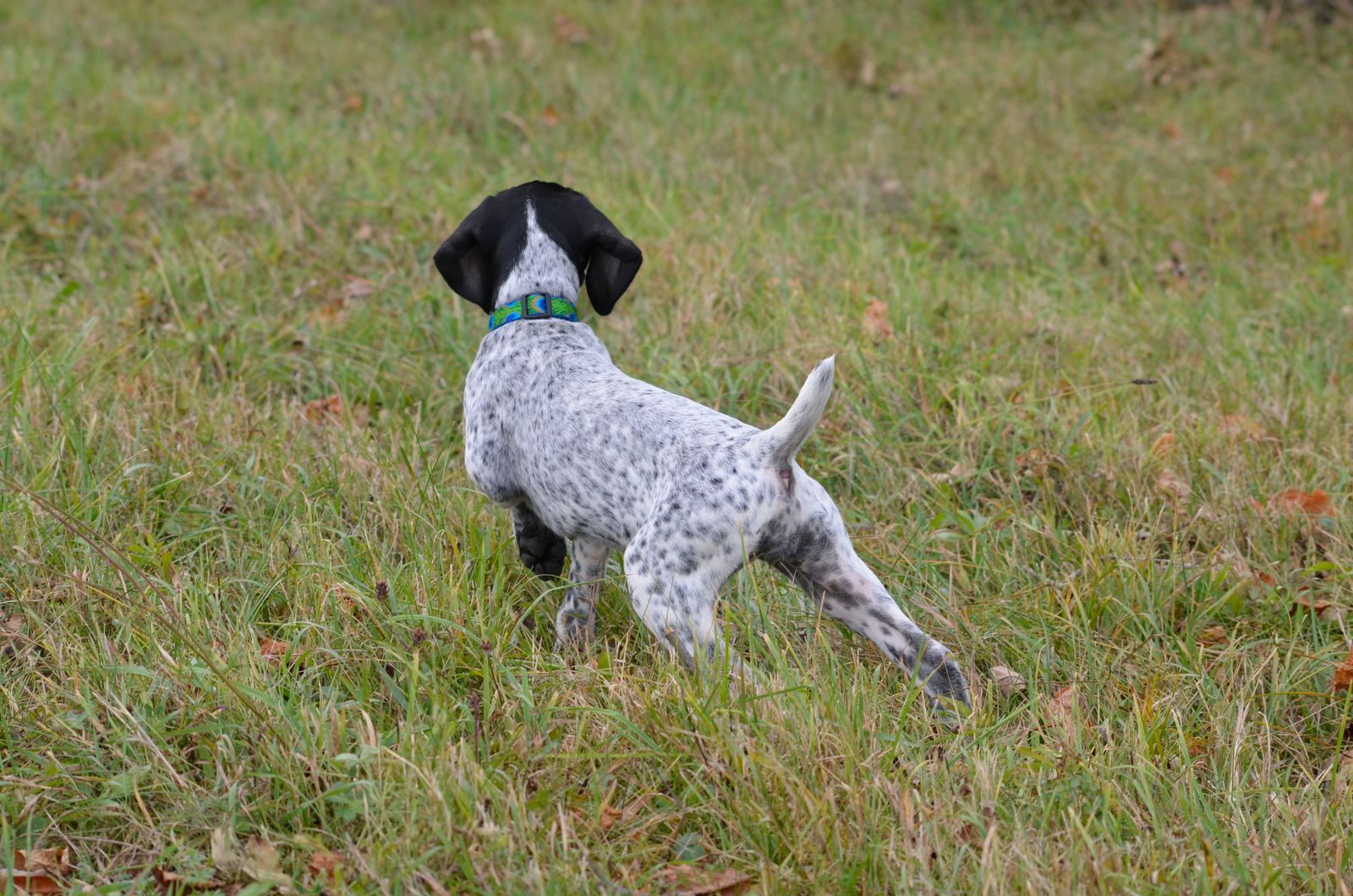 Crystal Ridge Kennels Crystal Kennels - LITTERS