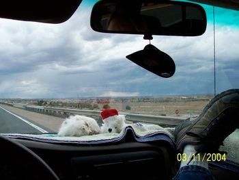 My dog n cat during a road trip in my pick-up going through New Mexico.
