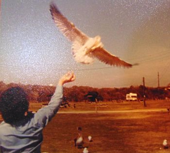 1980 Mazz feeding seagulls by the beach. Studying the birds in flight, also pelican. Hollywood FL
