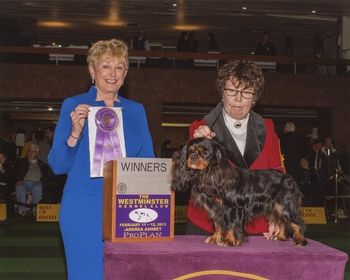 Barb Magera's Dreamy at Westminster Awarded Winners Dog by Judge Charlotte Patterson Expertly Shown by Elaine L. Mitchell
