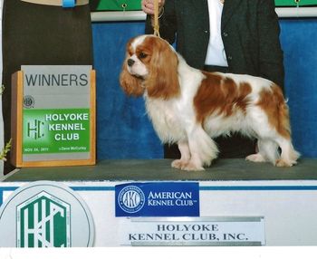 LaurelWind Go The Distance, "Miles" first Major win! Miles goes Winners Dog at the Holyoke Kennel Club

