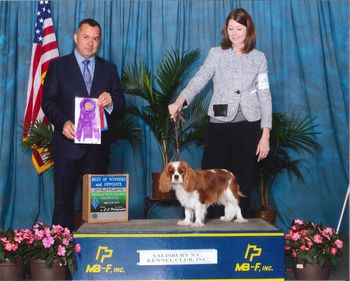 Stormi Mullis and Mary Pickett's, Ingold Thoroughly Modern Millie won WB and BOS under judge ​ Warner Cespedes, March 2014
