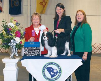 Jan 25th, at the Palmetto Cavalier Specialty Hogan, CH Kingrbidge Just One Look won Select Dog for 5 GCH points under judge Gill Baker from England!!

