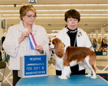 Mockingbird's Beau Coup, Reserve to a five point major at the Lawrenceville Kennel Club Cherokee Rose Cluster.
