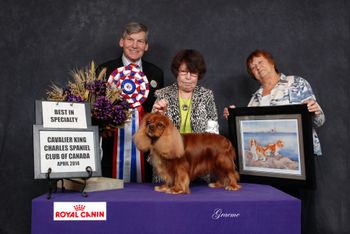 Barb Magera's Melrose Gold for Bonitos Companeros winning the all-breed Best in Show at the Canadian Nationals in 2014 under English judge Peter Towse
