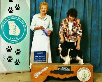 Mockingbird's Double Dutch "Reagan" goes Winners Dog at the Shawnee Mountain Kennel Club Show.
