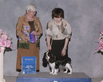 Mockingbird's Try Tri Again, Winners Bitch at Sara Bay Kennel Club.
