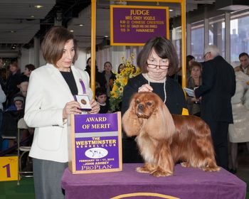 Melrose Gold for Bonitos Companeros wins Award of Merit at Westminster awarded by Judge Cindy Vogels
