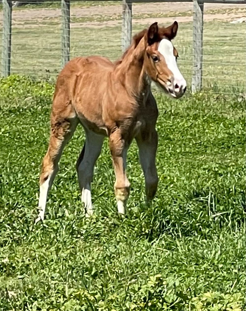 2023 APHA filly by All The Wild Details x Charge It All (ATF)