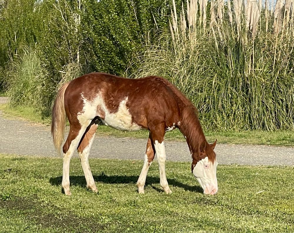 2022 APHA colt by  Watch ID Jack x Fancy For All Time(ATF) 
