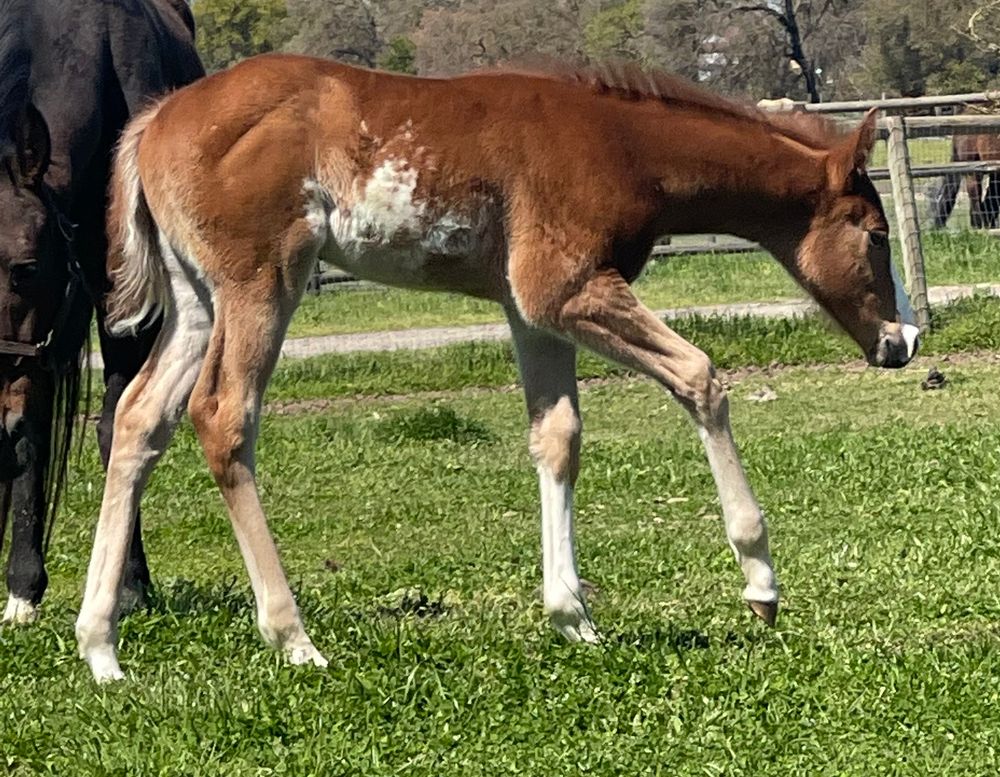 2023 APHA colt by All The Wild Details x Secret Artifacts 
