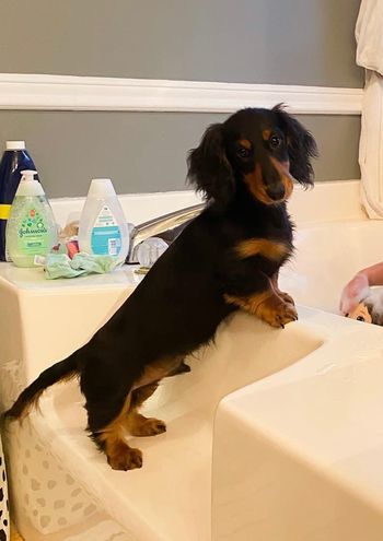 This is Snickers! He is from Truman x Primrose. He takes care of his sweet little humans- he is best friends with his owner’s 2 year old boy. How sweet is he?! He has always loved the water and wants to jump in the tub!

