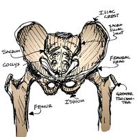 Pelvic Floor, Core & More by Anita Bueno