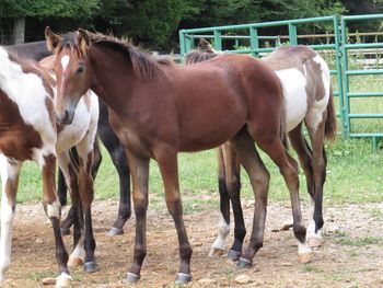 He's Ebony And Ivory X Brooke's Princess 2014 Filly
