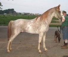 The photo in top left corner are two of Mack's offspring. He throws wonderful color, disposition, size and natural gait. What more could you ask for! Contact Jerry Rodgers of Rockin R Stables at rockinrstables@windstream.net in Campbellsville, KY, to breed to this gorgeous sabino stallion. Good old timey blood.
