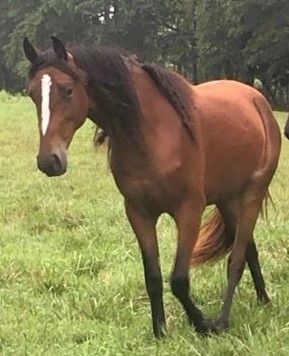 SCF Eb's Delight aka Ebby

