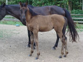 Red Haired Stranger X Go-Boys Priddy Stormy 2014 Filly
