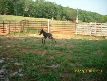 Dam: Threat's Southern Dream (sold mare in foal). Bay filly June 2010
