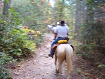 Back on the trail. The trails were very well maintained and marked. We were in the Dupont State Forest.
