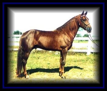 Midnight Minute Man, TWH #843634 This beautiful old line stallion stands at Ray Corum Stables, Bardstown, KY. A grandson of Midnight Sun and Go Boy's Nite Storm.  RIP Our hearts go out to Ray Corum Stables on the loss of this wonderful stallion.
