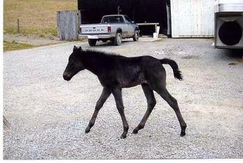Ebony's Royal Joker X Fancy Blue Devil 2005 filly, Ebony's Fancy Angel. Toby and Heather Connor, of Lone Willow Stables, at Albany, KY.
