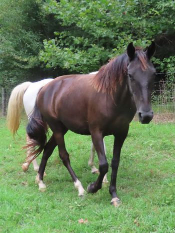 SCF Eb's Midnight Shades
TWH
I Raised her, really hated to let her go!!
Ashlyn Lotz, GA
