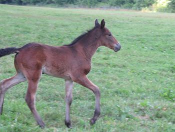 He's Ebony And Ivory X Eb's Midnight Baby 2017 Colt
