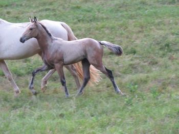 He's Ebony And Ivory X Mollys Temptor N Motion 2016 Colt
