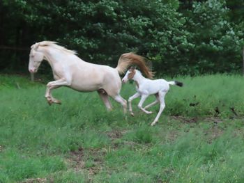 Cool Kanani and her 2022 Slim Filly
