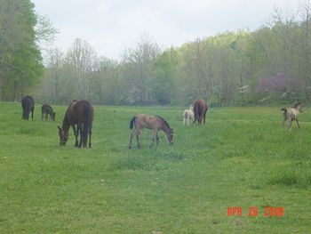 Mares and foals.
