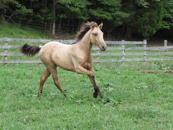 THE BUCKS KIN MAKER X BROOKE'S PRINCESS 2017 COLT
