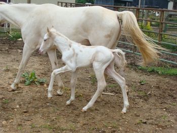 Dam: Bandit's Splash 2013 Colt
