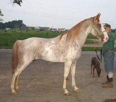 Mack's Orphan, TWH #966138 Mack is a gorgeous sorrel sabino stallion, with size, natural gait, and excellent dispositon. He is 16.1 hands tall and stands at Rockin R Stables in Campbellsville, KY. You can also see some of his foals on my Foal Page, 2007 foals. Also the 2008 black colt out of Charger's Pushin Fame 9 belongs to Mack. Mack will put size, disposition and a natural gait on his foals, and if you get lucky lots of chrome! They also stand a beautiful black stallion who is a son of Gen's Sunfire.. Mister Sunfire, TWH #20111480 Contact info: Jerry Rodgers at rockinrstables@windstream.net. They are located in Campbellsville, KY..
