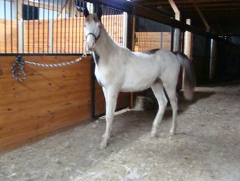 He's Ebony And Ivory X Gentlemans Wicked Lady, 2011 colt. SCF Gen's Moonlight 88 Congrats Jodie and family of Timmonsville, SC, on this awesome colt!!
