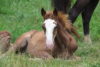 SCF Merry Boys BOLD DANDY, aka Bo Dandy! :)  For Sale
