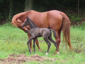Rhythm Master's Lady and her 2022  Slim colt, minimal black frame
