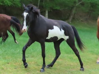 SCF's Stormy Lady aka Stormie

