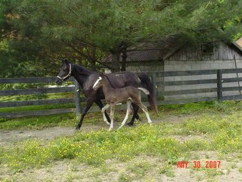 Mack's Orphan X Collector's Victoria 2007 filly, Mack's Elegant Delight Congrats to Tammy Hess of Campbellsville, KY!
