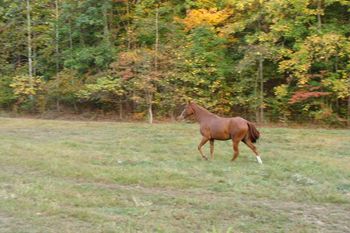 Glory, fall '08
