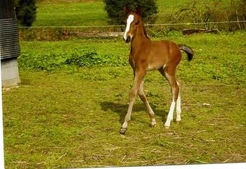 Color's Cloud Nine X Pride's Stroke Of Midnite 2004 Colt. Color's Stroke Of Midnite Congratulations to Curtis Perkins, Boston, KY.
