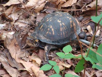 The next three pics. are of some of the wiildlife we saw on this beautiful day in June. This little guy wasn't a bit scared of us..
