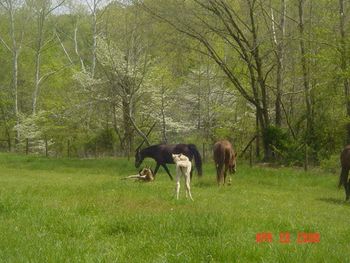 spring foals, 2008
