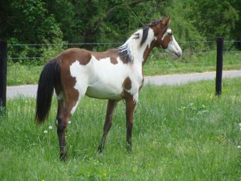 He's Ebony And Ivory X Eb's Midnight Baby Filly 2013
