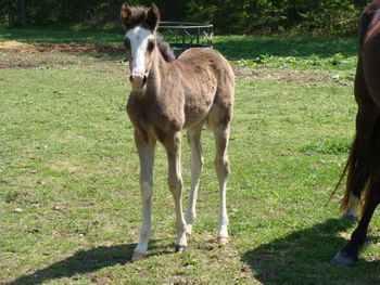 Dam: Gentlemans Wicked Lady Filly 3-20-10
