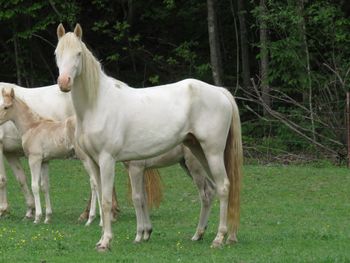 Temptors Molly N Motion aka Molly
TWH #2091775
Sweet mare, had wonderful foals.
