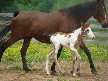 Dam: Eb's Midnight Baby 2013 Filly
