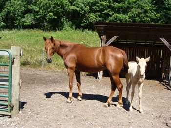 Lady is broke to ride and was my mount for 2006 in the Rockies near Walden, Colorado. She was wonderful! We were up over 12,000 feet, and crossed a huge rock slide. See the photo's on Trail Scene Page. Her 2008 filly is in the above photo, Skywalker's Ivory Delight, has been sold and her new home is Houston, TX.
