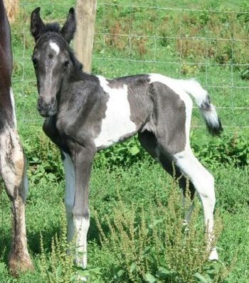 Dam: Whiteside's Miracle Girl (outside mare) Filly 2009.
