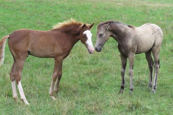 SCF Merry Boys BOLD DANDY and SCF Miss Gold Frost 2015 Foals
